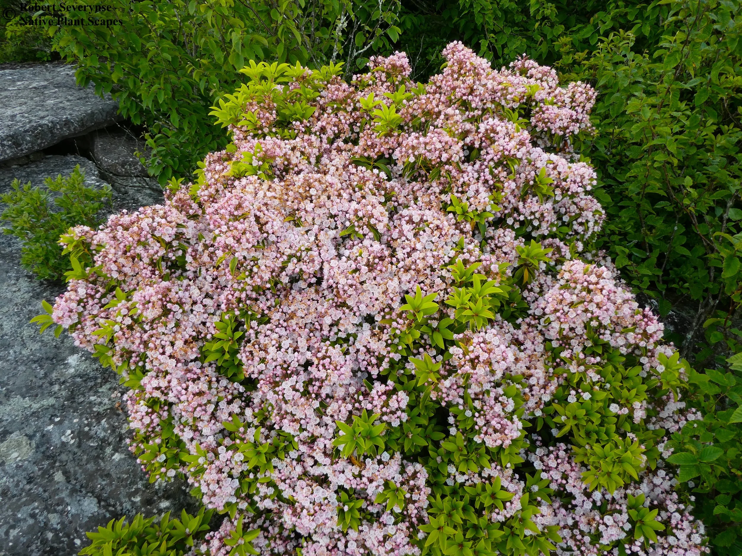 Mountain Laurel - Kalmia latifolia — Native Plant Scapes